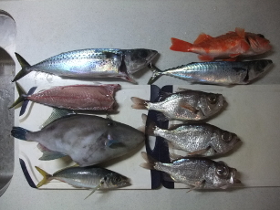 釣果20140906