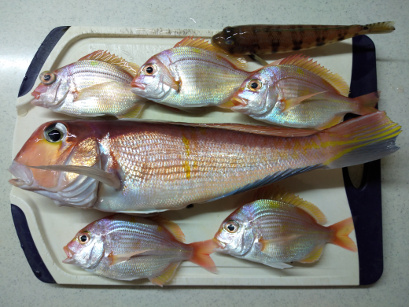 釣果20200104